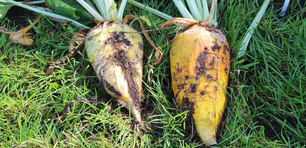Bioenergy crops